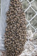 swarm of bees