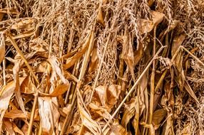 dry corn stems, background