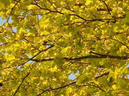 leaves and inflorescence beech closeup