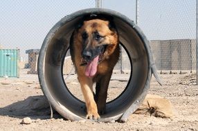 german shepherd dog coming out of cylinder