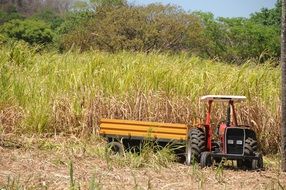 red tractor on a reed field