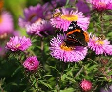 admiral butterfly sits on pink aster