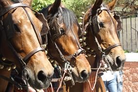 three spanish horses in harness