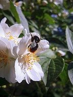 bumble bee collecting pollen on a flower jasmine