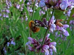 bumblebee on lavender close up