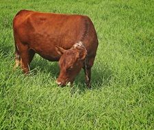 large brown cow is eating grass on pasture