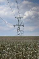 transmission tower in the field of poppies