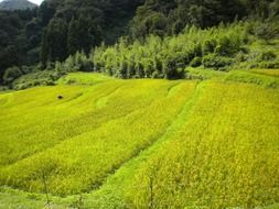 top view of a green field in summer, japan