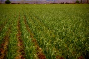 low angle view of green field