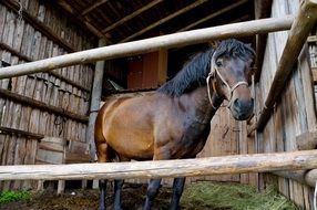 the horse in the stable