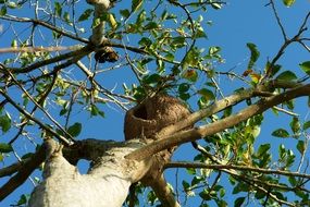 rufous hornero nest on a tree