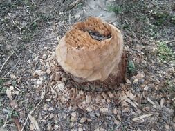 beaver gnawed tree stump