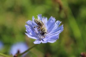 flower bee pollination close-up on blurred background
