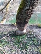 beaver gnawed tree above river