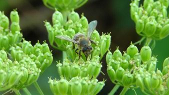 Worker bee sits on the green flowers