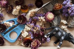 dry flowers and scissors on the table