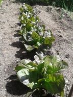 Green plant in the vegetable garden