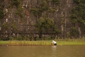 Vietnamese working in the rice field