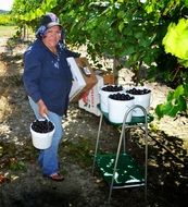 Muscadine on the farm