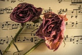 music and dry rose