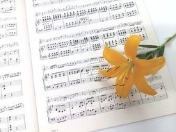 sheet music and yellow flower
