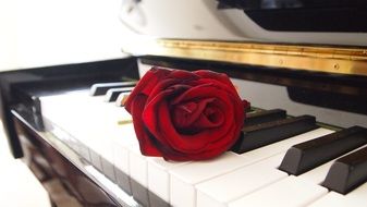 red romantic rose on the piano keys