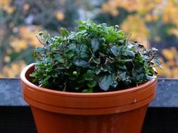 raindrops on a potted plant