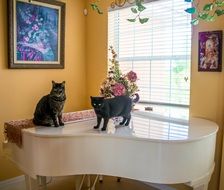 cats piano interior domestic white