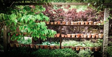 flower pots on shelves in the garden