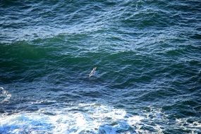 seagull soaring over waves