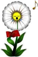 singing painted daisy