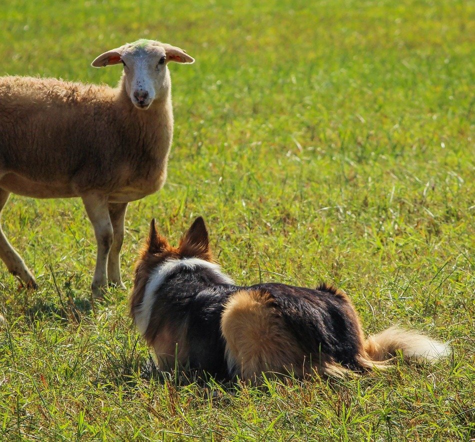 lamb and dog
