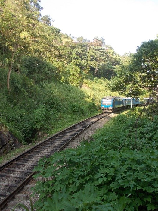approaching locomotive on the railroad among green vegetation