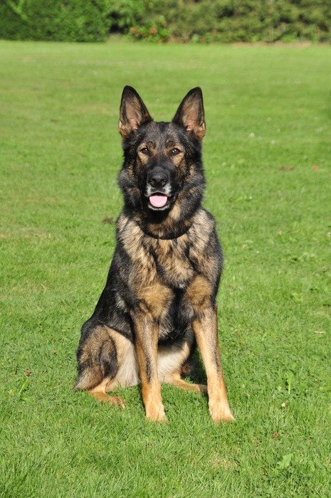 shepherd is sitting on the lawn