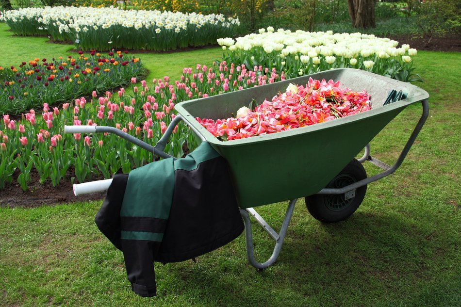 cart with seedlings of flowers