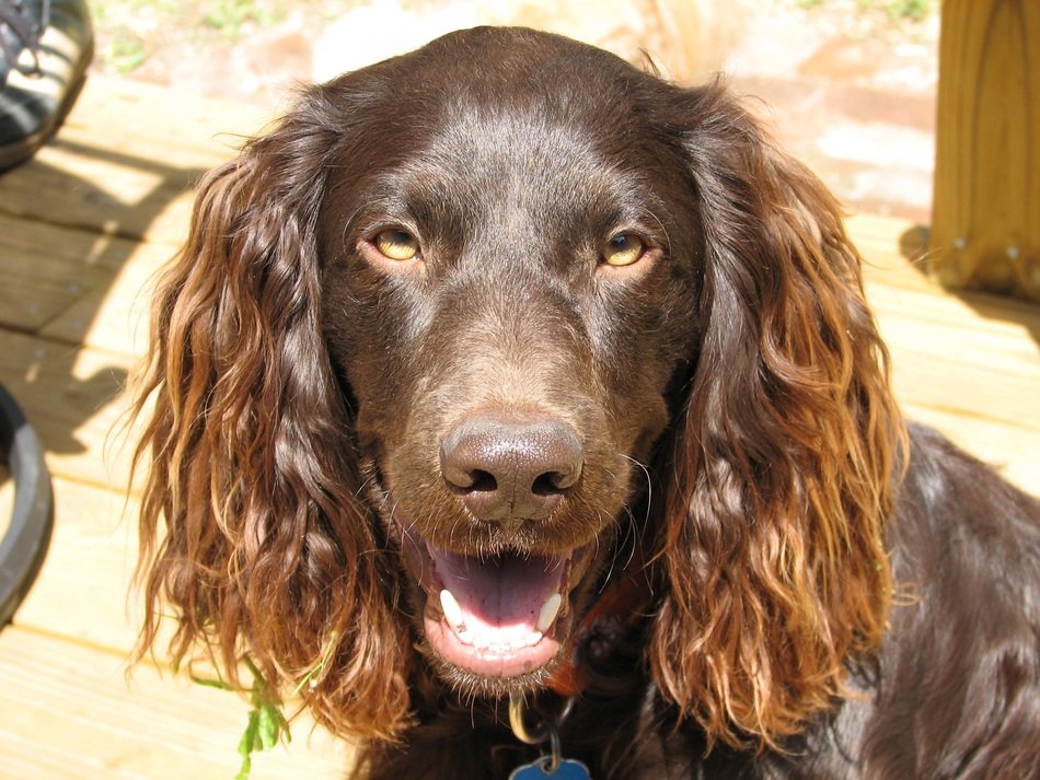 soaki Spaniel's face