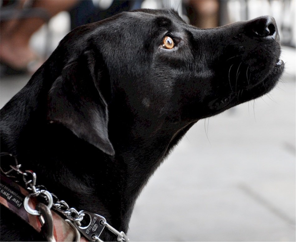 young black labrador dog, profile