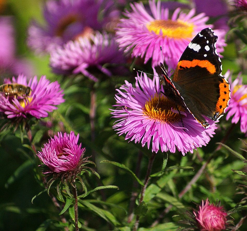 Butterfly on the pink astra flower