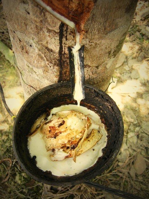Latex from the gum tree