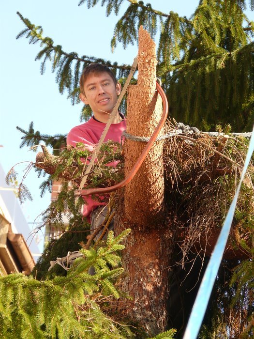 man at work on a tree