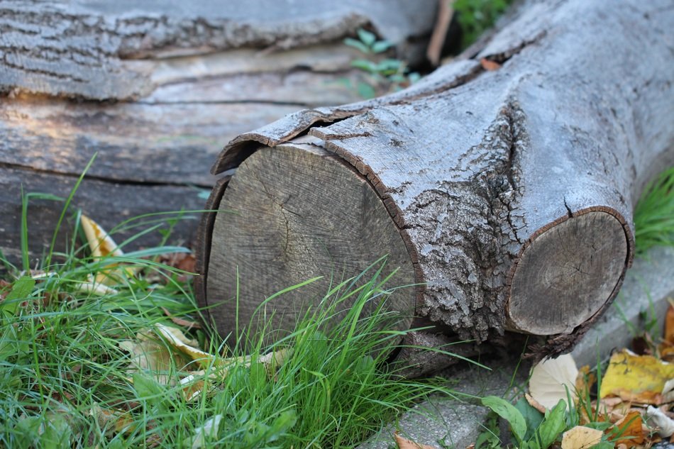 weathered logs on grass