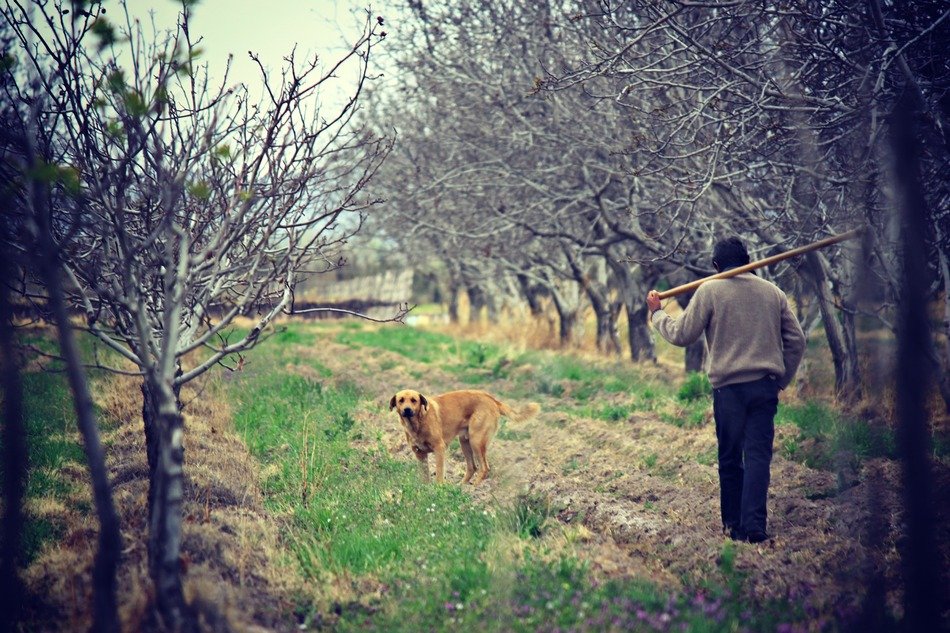 worker with dog in the garden