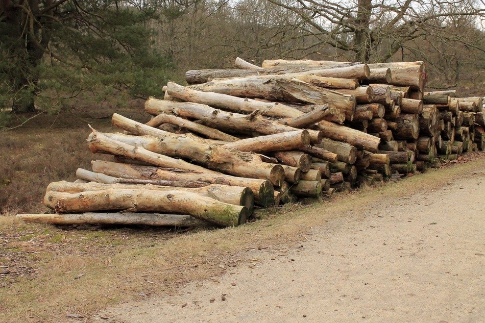 stacked wood logs for forestry work