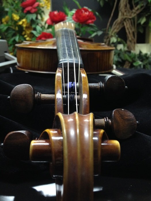 the violin lies near the flowers