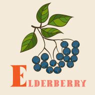 E for eldberry Vector Illustration hand-drawn style