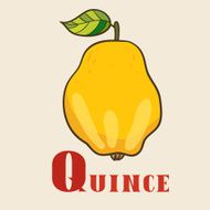 Q for quince Vector Illustration hand-drawn style