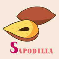 S for sapodilla Vector Illustration hand-drawn style