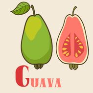 G for guava Vector Illustration hand-drawn style