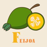 F for feijoa Vector Illustration hand-drawn style