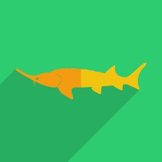 Flat icons modern design with shadow of stellate sturgeon